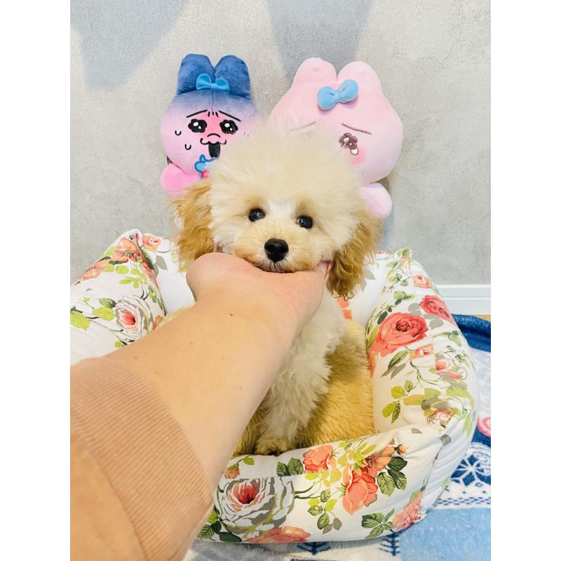 販売中の宮城県のティーカッププードル-423048の5枚目