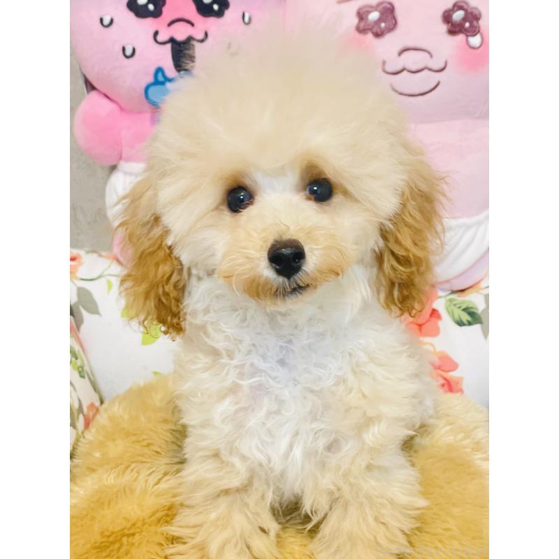 販売中の宮城県のティーカッププードル-423048の4枚目