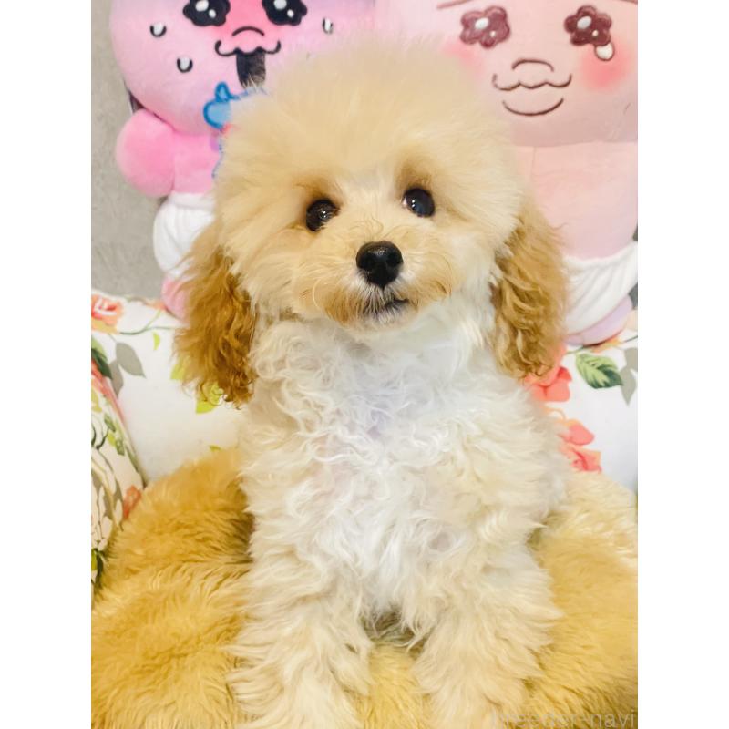 販売中の宮城県のティーカッププードル-423048の3枚目