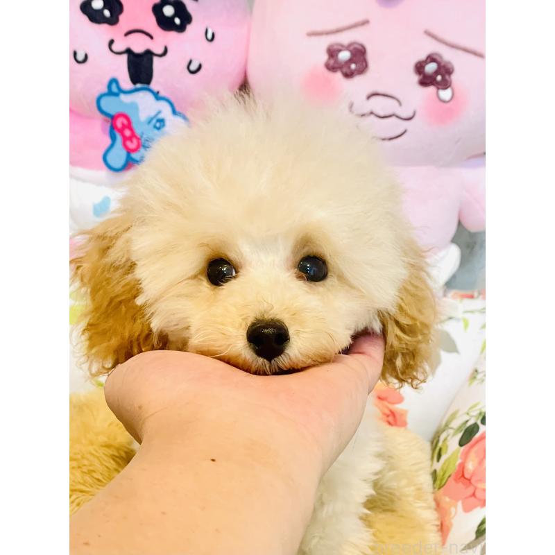 販売中の宮城県のティーカッププードル-423048