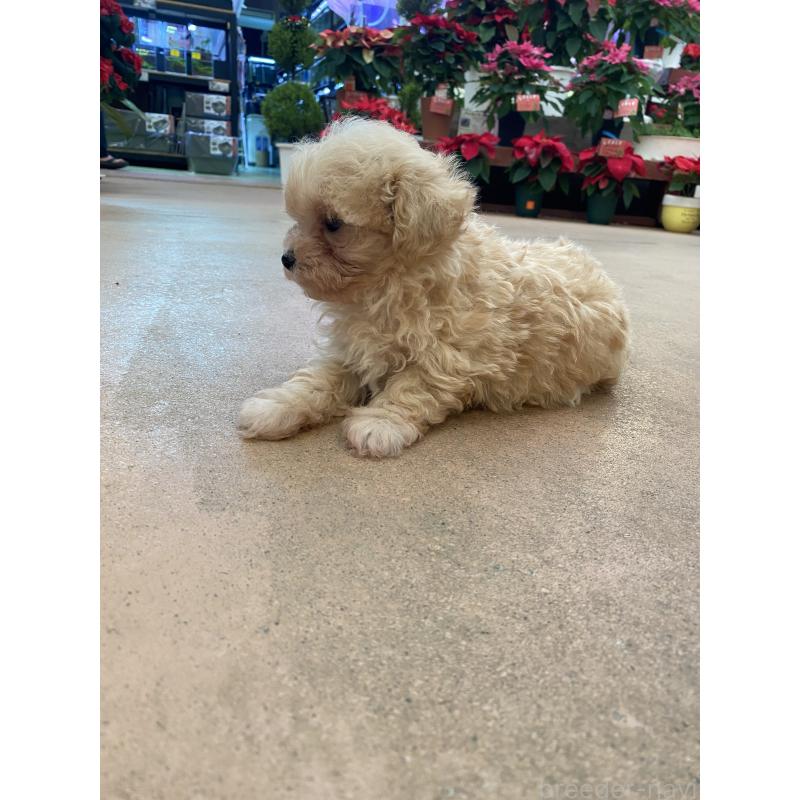 販売中の沖縄県のマルプー:マルチーズ×トイプードル-432433の6枚目