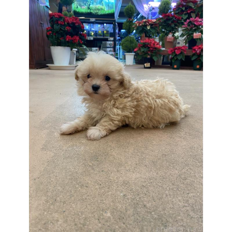 販売中の沖縄県のマルプー:マルチーズ×トイプードル-432433の5枚目