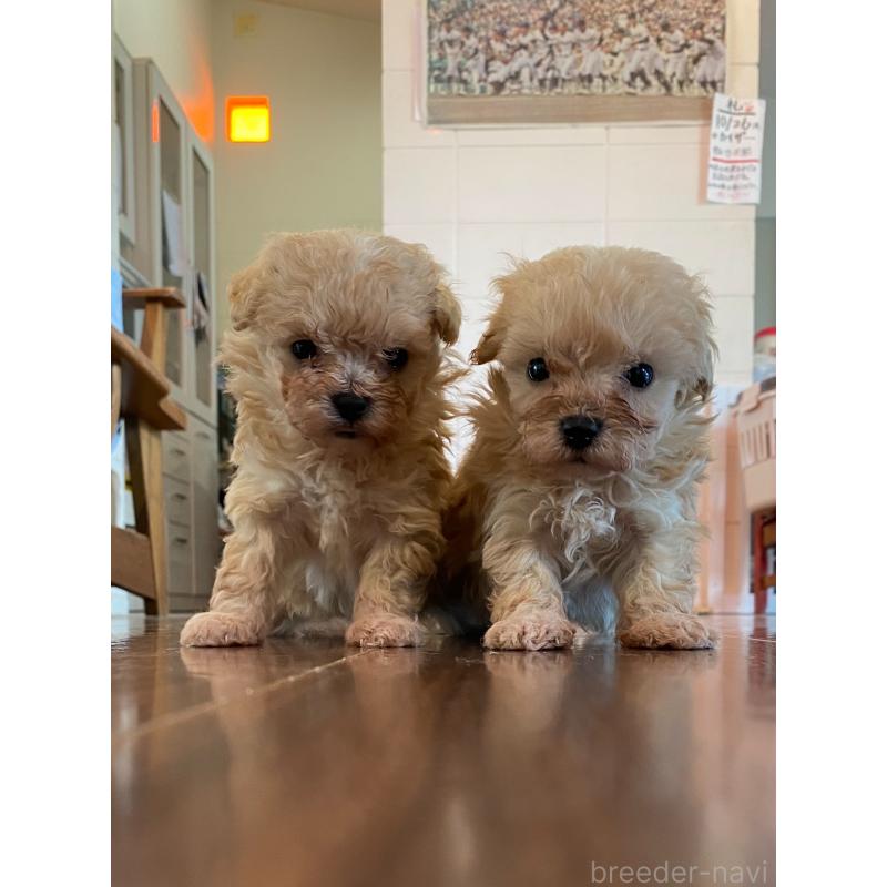 販売中の沖縄県のマルプー:マルチーズ×トイプードル-432433の4枚目