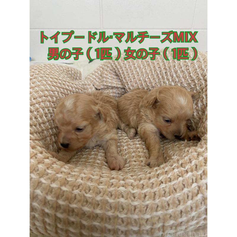 販売中の沖縄県のマルプー:マルチーズ×トイプードル-432433の3枚目