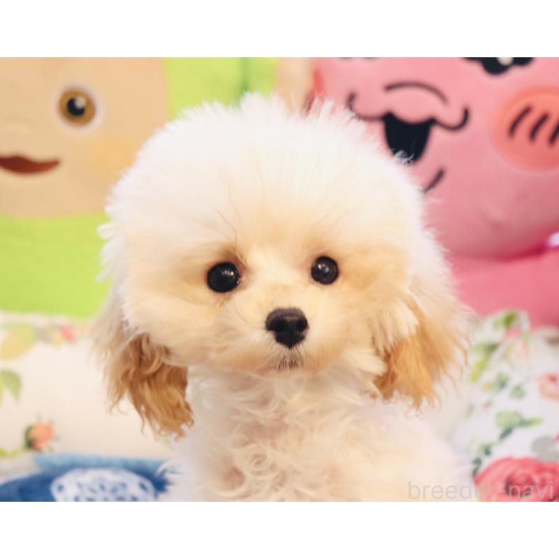 販売中の宮城県のティーカッププードル-423047