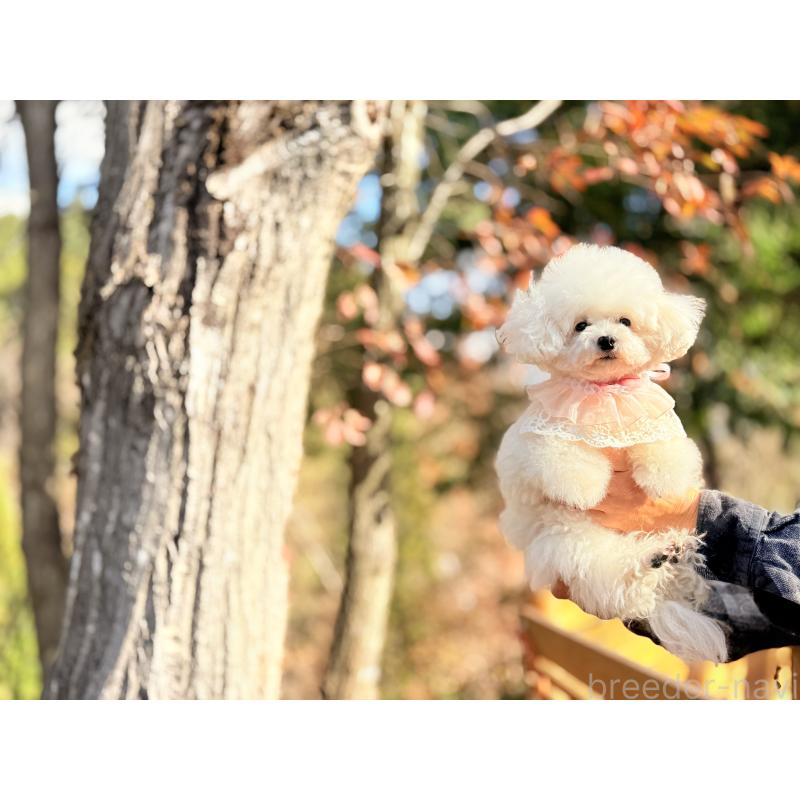 販売中の大阪府のタイニープードル-432434の12枚目