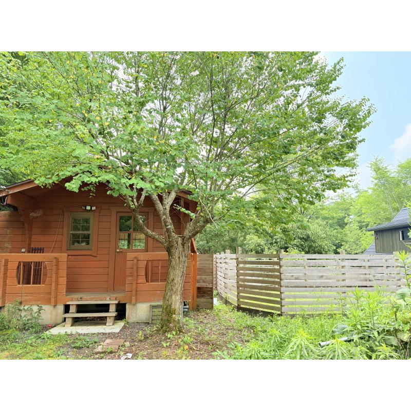 販売中の大阪府のタイニープードル-432434の4枚目