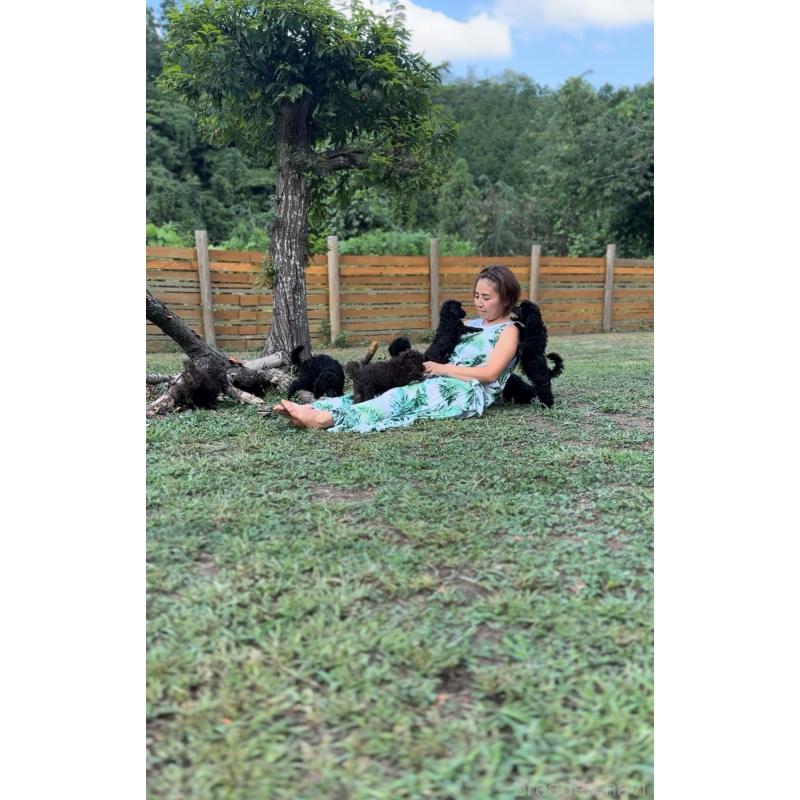 販売中の大阪府のタイニープードル-432434の3枚目