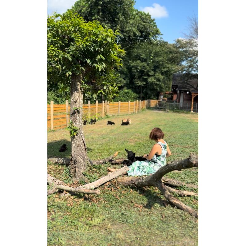 販売中の大阪府のタイニープードル-432434の2枚目