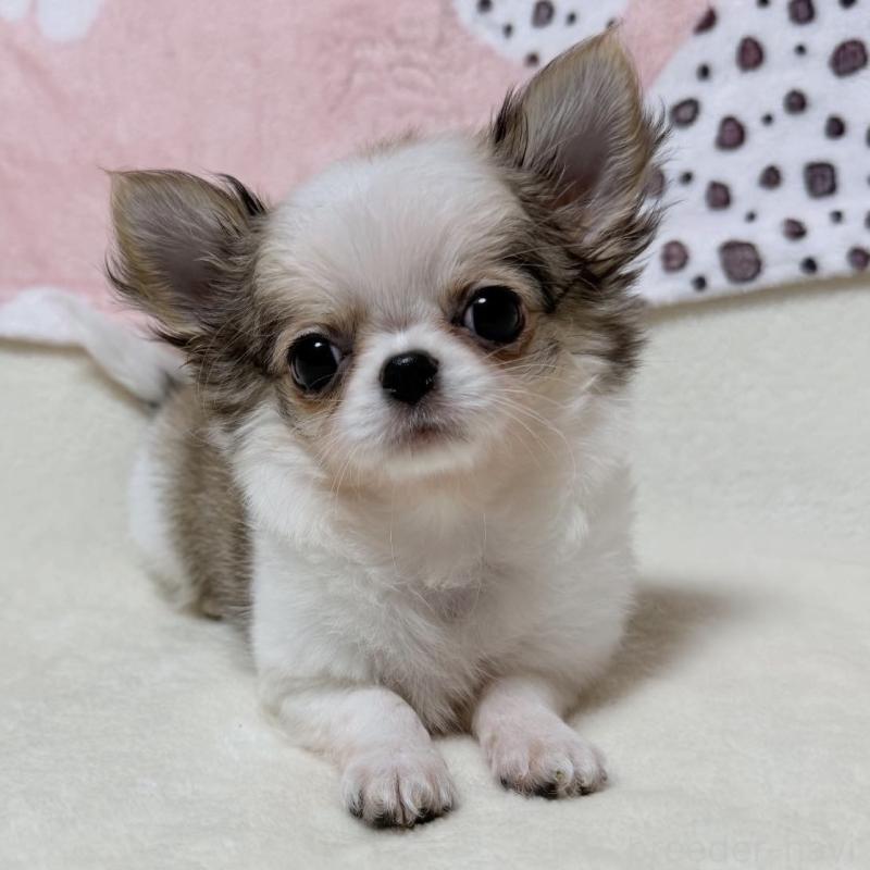 販売中の大阪府のチワワ(ロングコート)-432435の1枚目