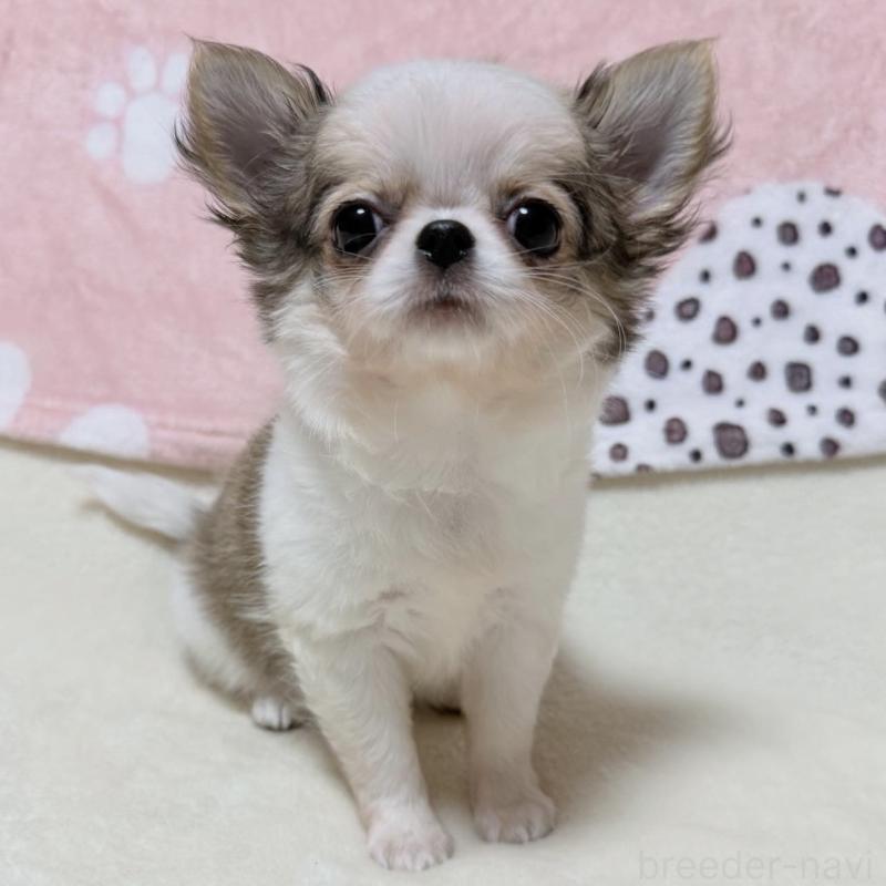 販売中の大阪府のチワワ(ロングコート)-432435の6枚目