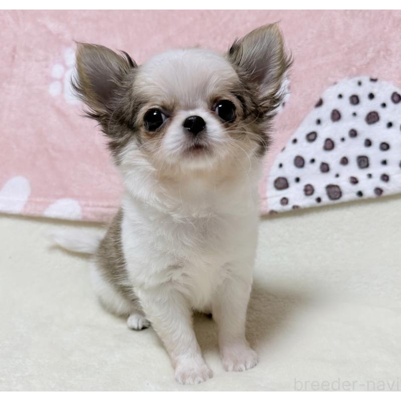 販売中の大阪府のチワワ(ロングコート)-432435の5枚目