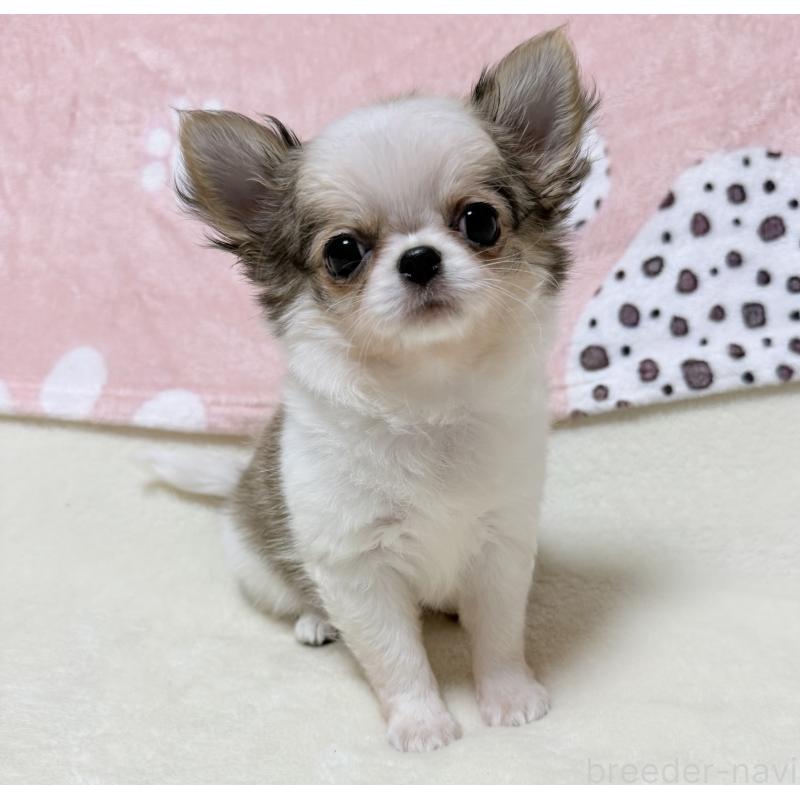 販売中の大阪府のチワワ(ロングコート)-432435の4枚目