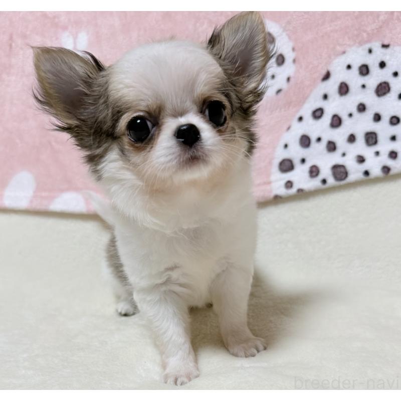 販売中の大阪府のチワワ(ロングコート)-432435の3枚目