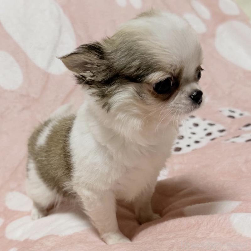 販売中の大阪府のチワワ(ロングコート)-432435の2枚目