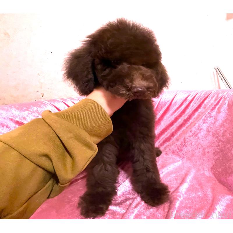 販売中の大阪府のスタンダードプードル-424534