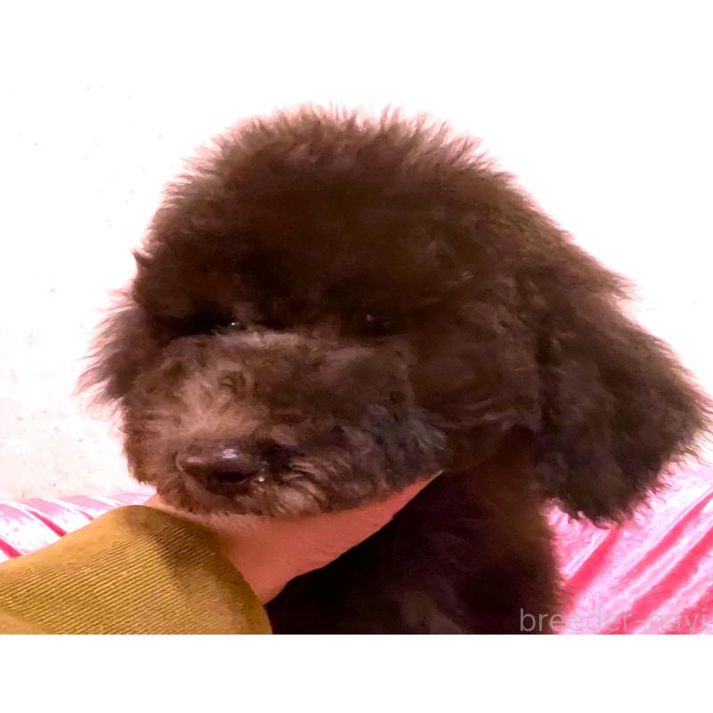 販売中の大阪府のスタンダードプードル-424534の5枚目