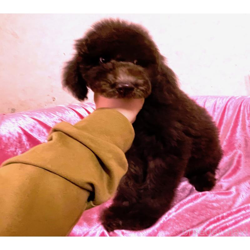 販売中の大阪府のスタンダードプードル-424534の4枚目