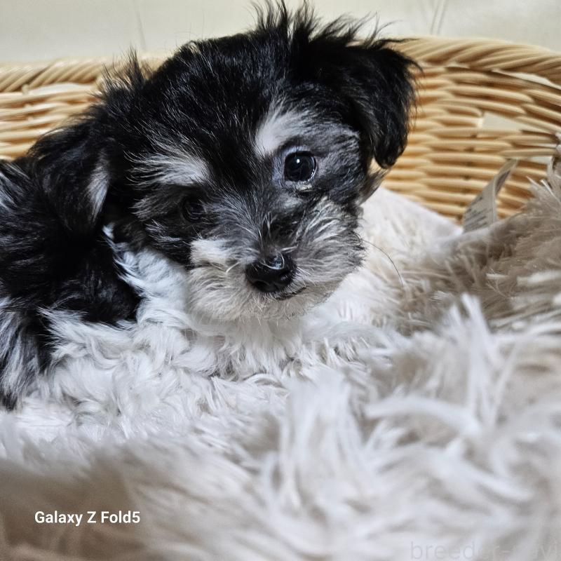 販売中の愛知県のチワマル:チワワ×マルチーズ-432108の21枚目