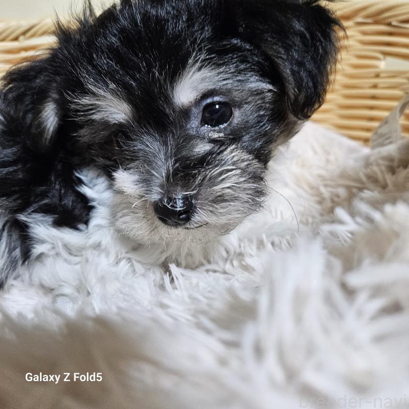 販売中の愛知県のミックス犬-432108