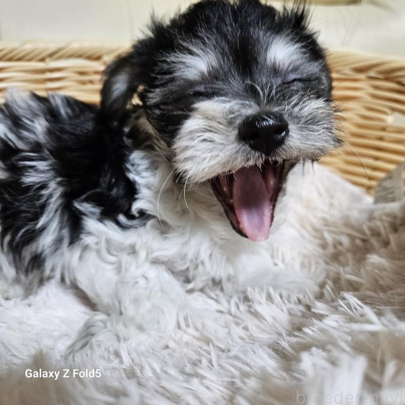 販売中の愛知県のチワマル:チワワ×マルチーズ-432108の19枚目