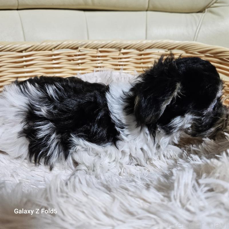 販売中の愛知県のチワマル:チワワ×マルチーズ-432108の17枚目