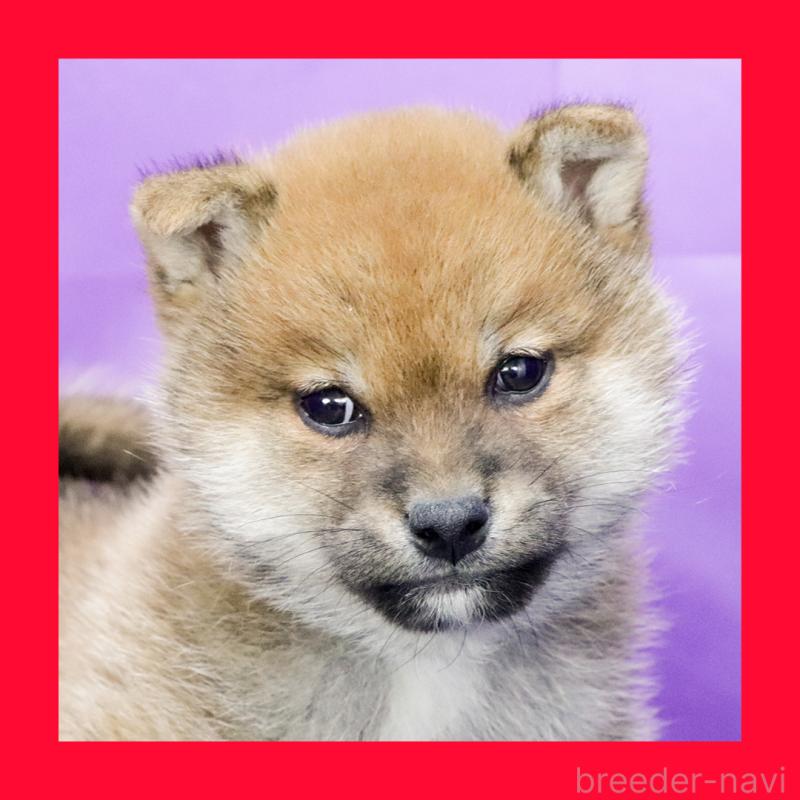 販売中の愛知県の豆柴-432437の1枚目