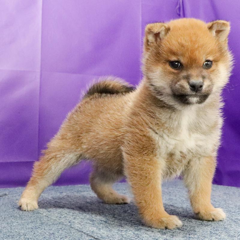 販売中の愛知県の豆柴-432437の3枚目