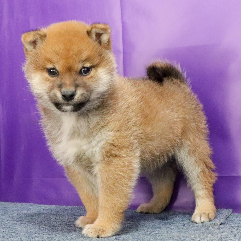 販売中の愛知県の豆柴-432437の2枚目