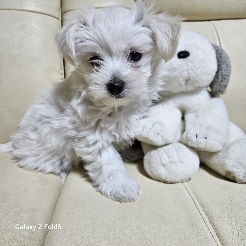 販売中の愛知県のチワマル:チワワ×マルチーズ-432436の7枚目