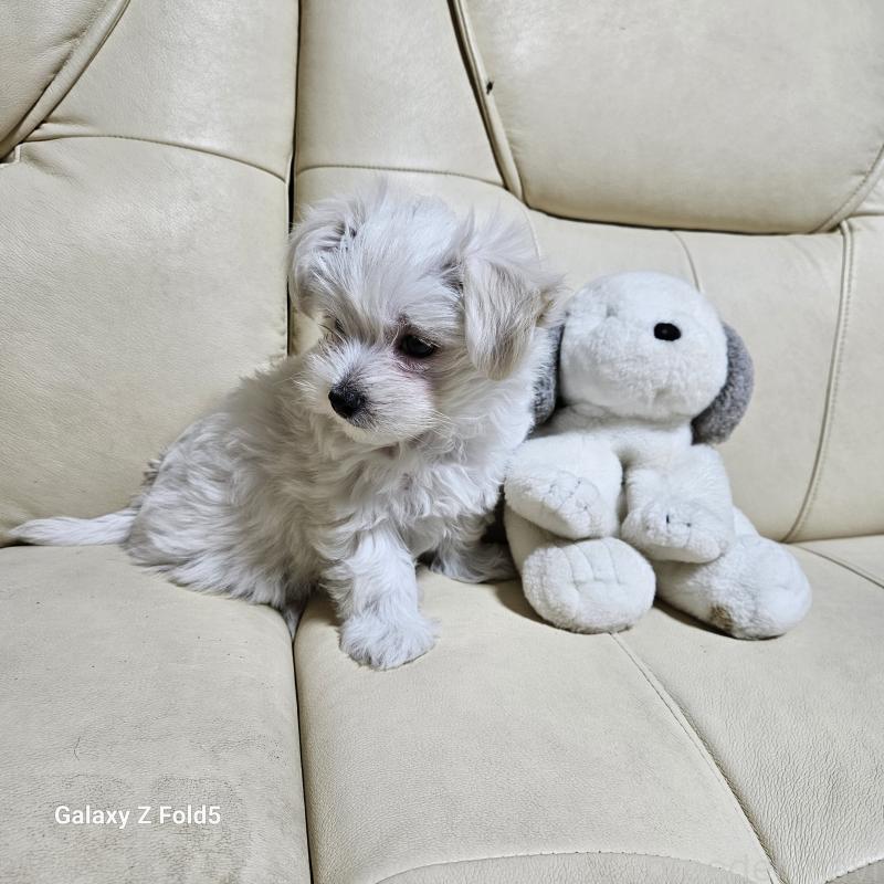 販売中の愛知県のチワマル:チワワ×マルチーズ-432436の6枚目