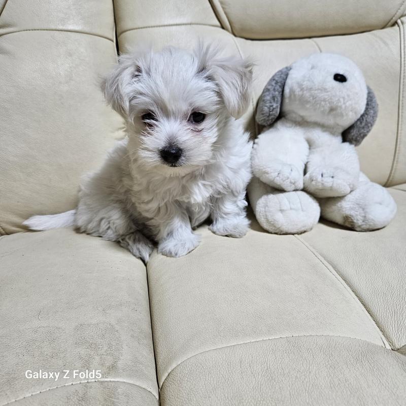 販売中の愛知県のチワマル:チワワ×マルチーズ-432436の5枚目