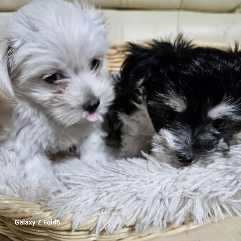 販売中の愛知県のチワマル:チワワ×マルチーズ-432436の3枚目