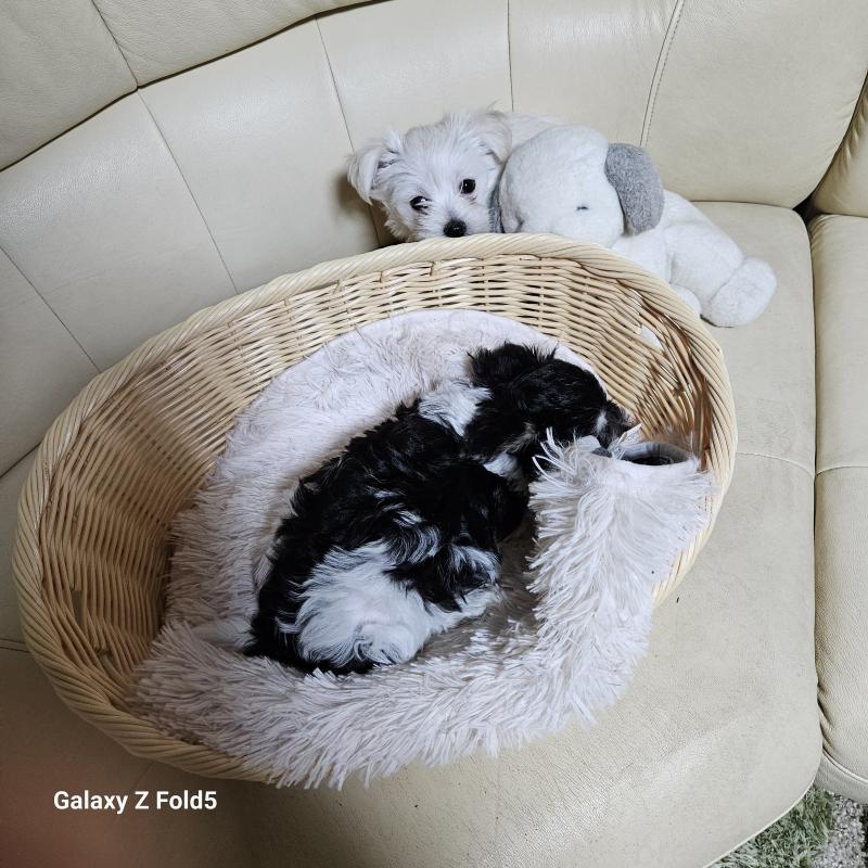 販売中の愛知県のチワマル:チワワ×マルチーズ-432436の2枚目