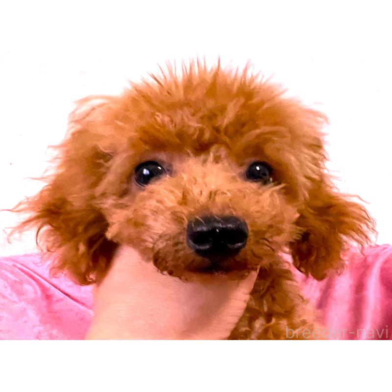 販売中の大阪府のタイニープードル-398716の5枚目