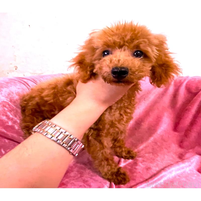 販売中の大阪府のタイニープードル-398716の4枚目