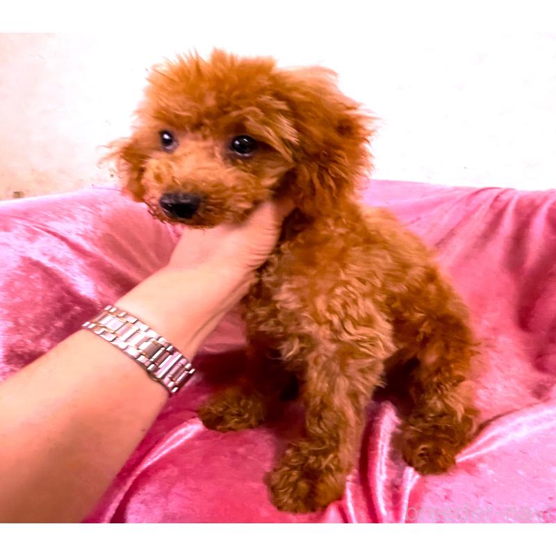 販売中の大阪府のタイニープードル-398716の3枚目