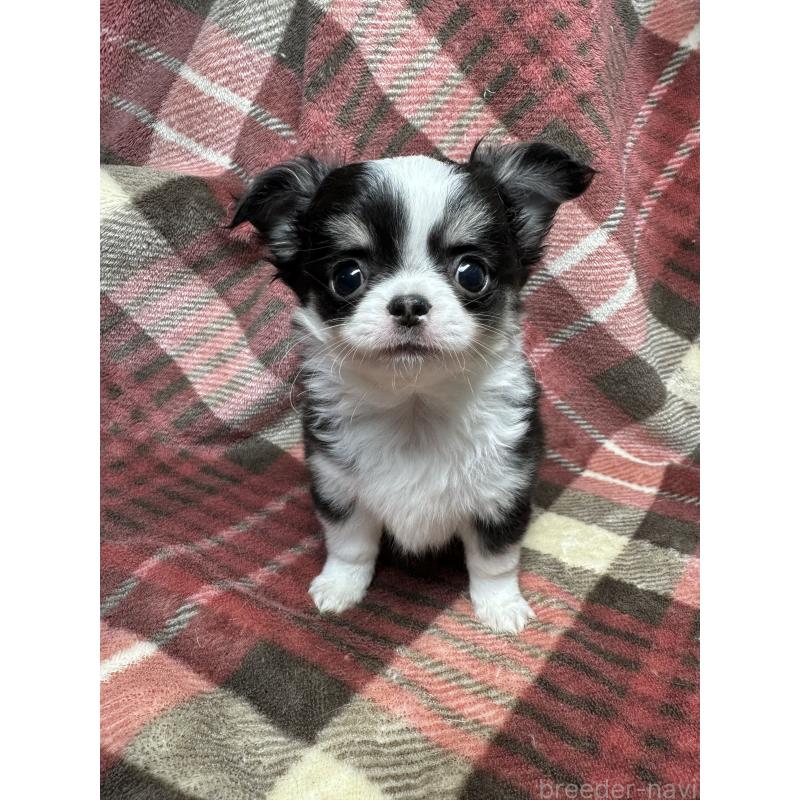 成約済の福島県のチワワ(ロングコート)-429799の2枚目