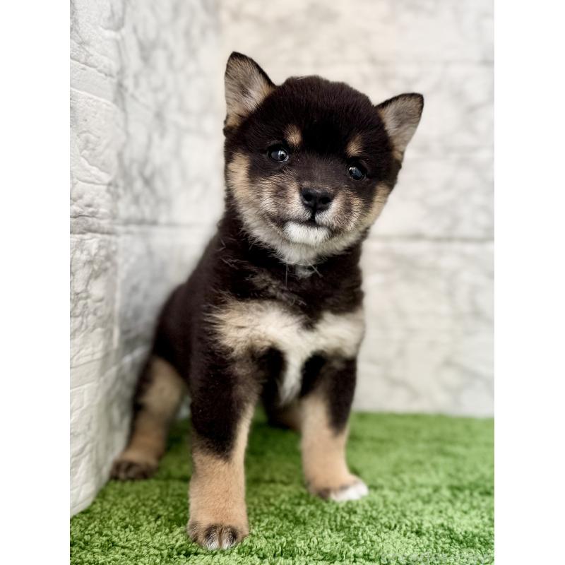 販売中の埼玉県の豆柴-432227の8枚目