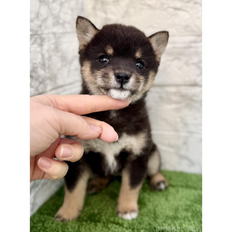 販売中の埼玉県の豆柴-432227の6枚目