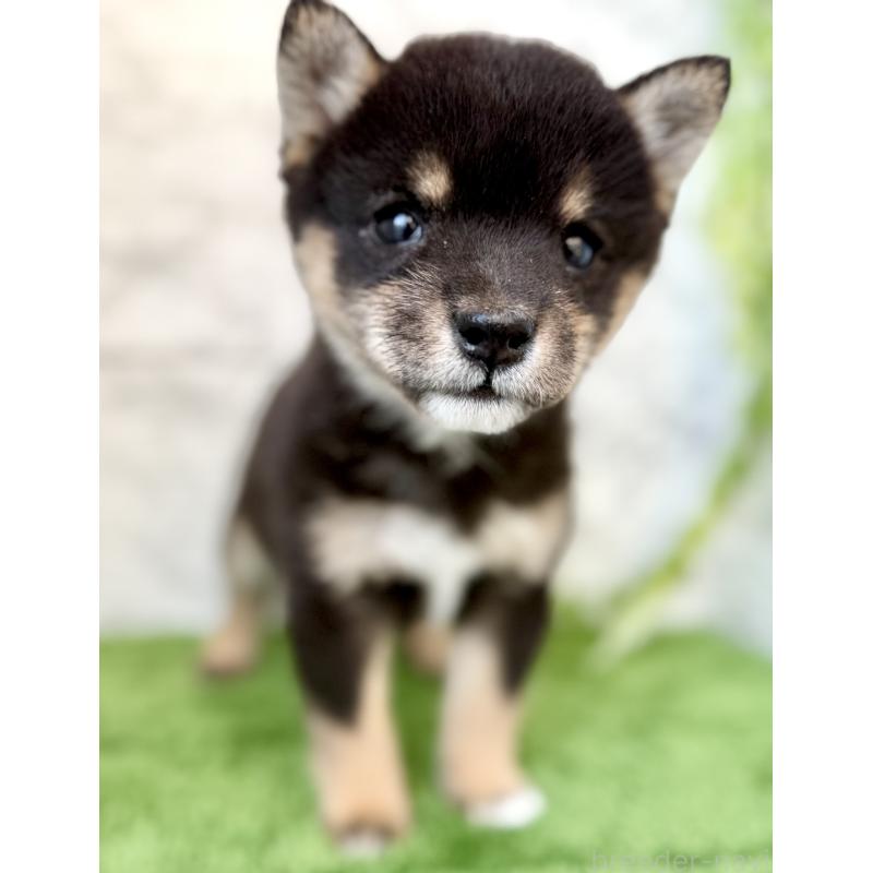 販売中の埼玉県の豆柴-432227の5枚目