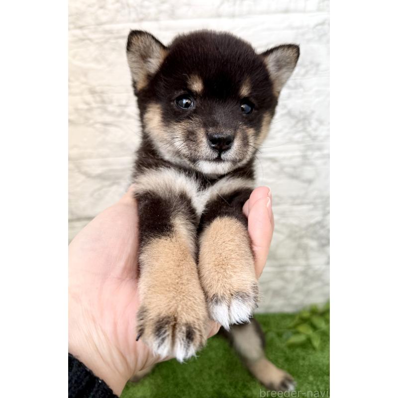 販売中の埼玉県の豆柴-432227の3枚目