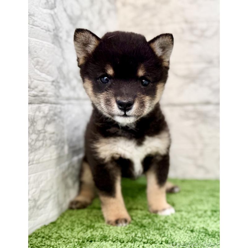 販売中の埼玉県の豆柴-432227の2枚目