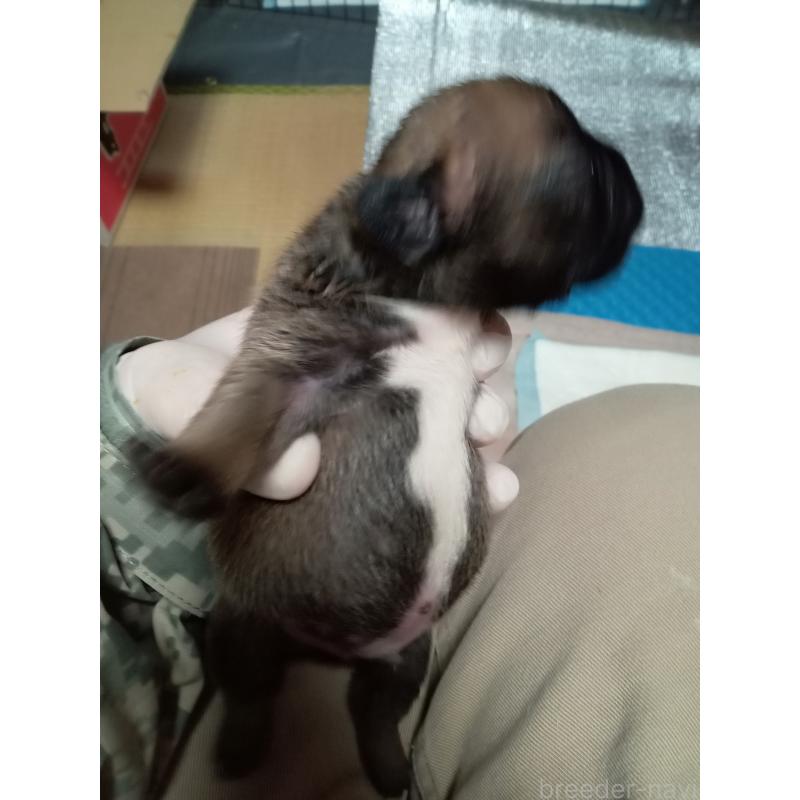 販売中の福岡県のフレンチブルドッグ-432185の5枚目