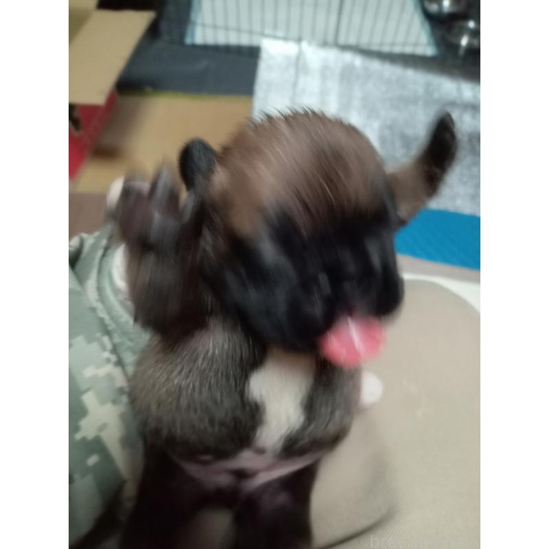 販売中の福岡県のフレンチブルドッグ-432185の4枚目