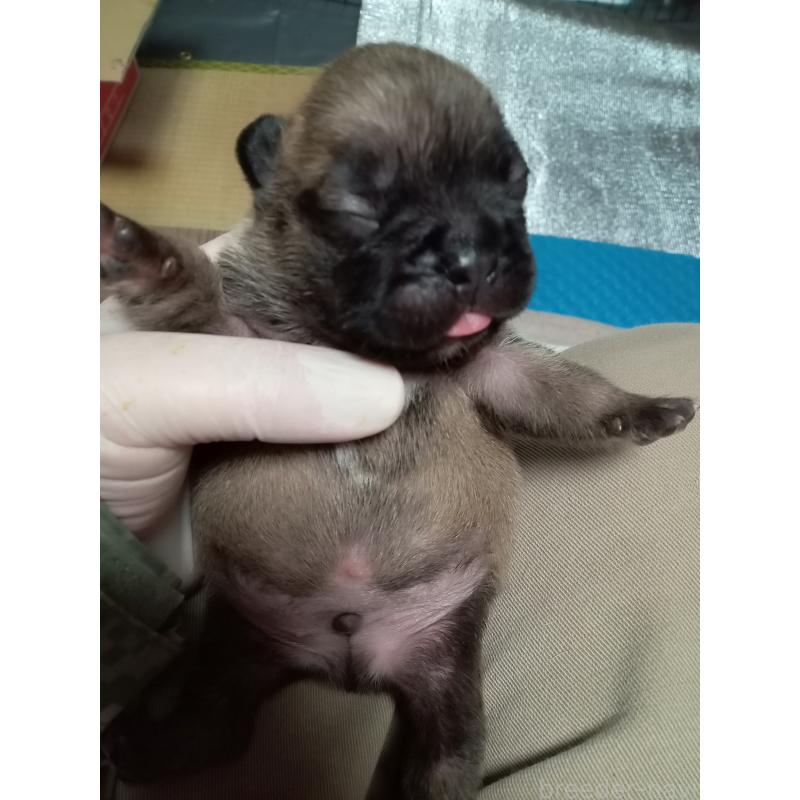 販売中の福岡県のフレンチブルドッグ-432185の3枚目