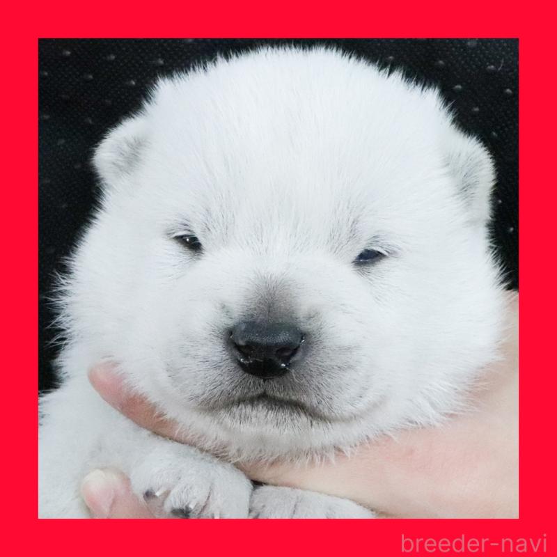 販売中の愛知県の紀州犬-432228の1枚目