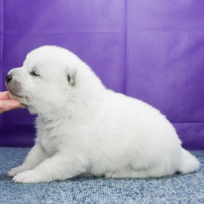 販売中の愛知県の紀州犬-432228の3枚目