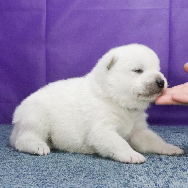 販売中の愛知県の紀州犬-432228の2枚目