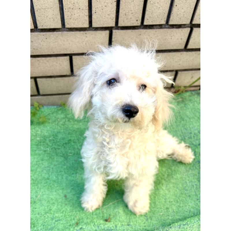 販売中ののビションプー:ビションフリーゼ×トイプードル-399635